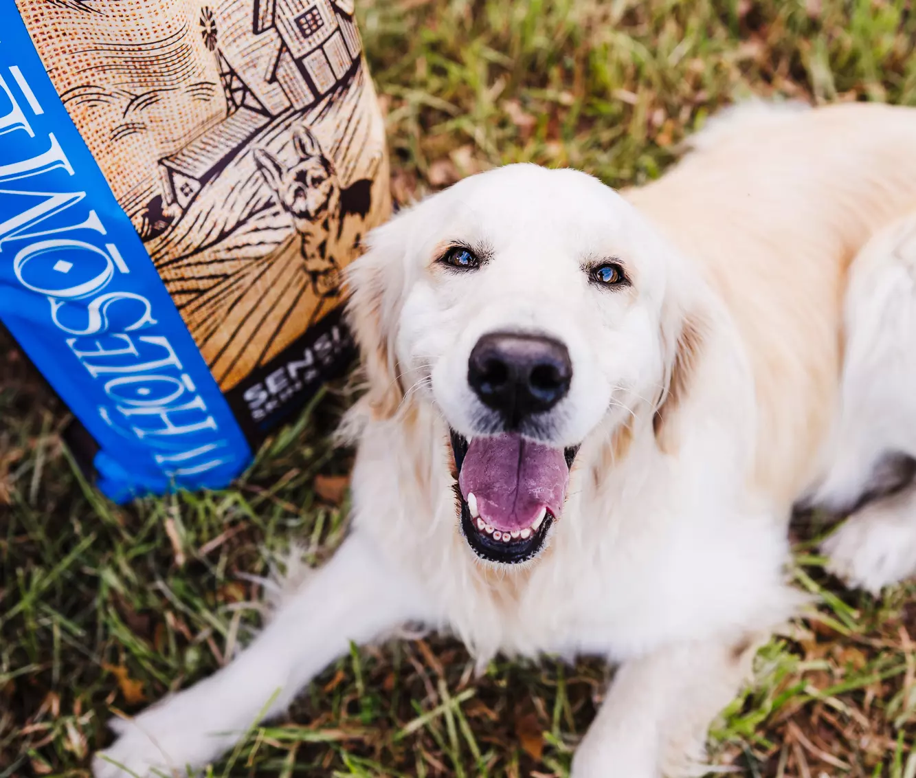 How to Choose the Best Dog Food for Sensitive Stomach & Skin