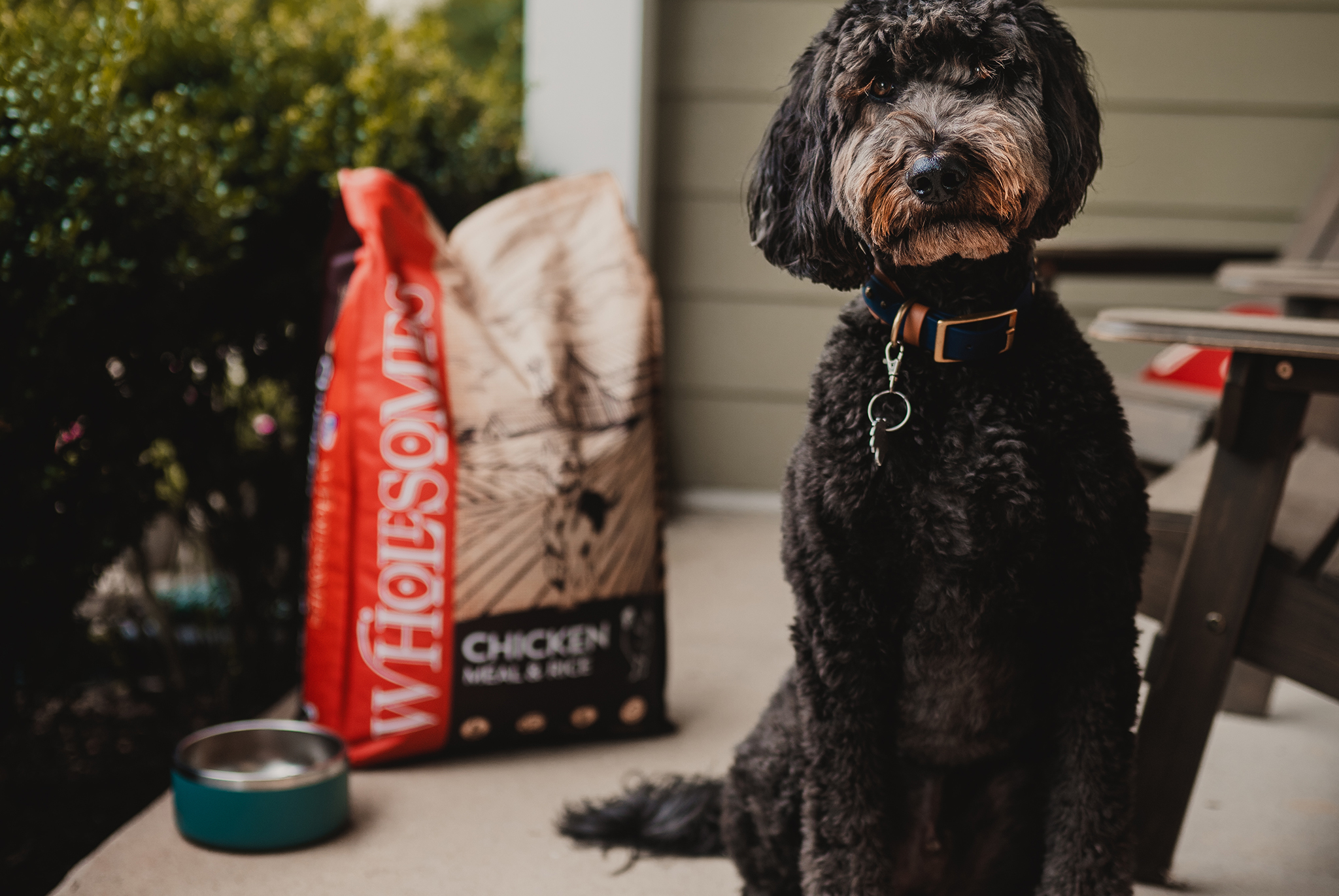 How to Store Dog Food Properly Wholesomes Pet Food