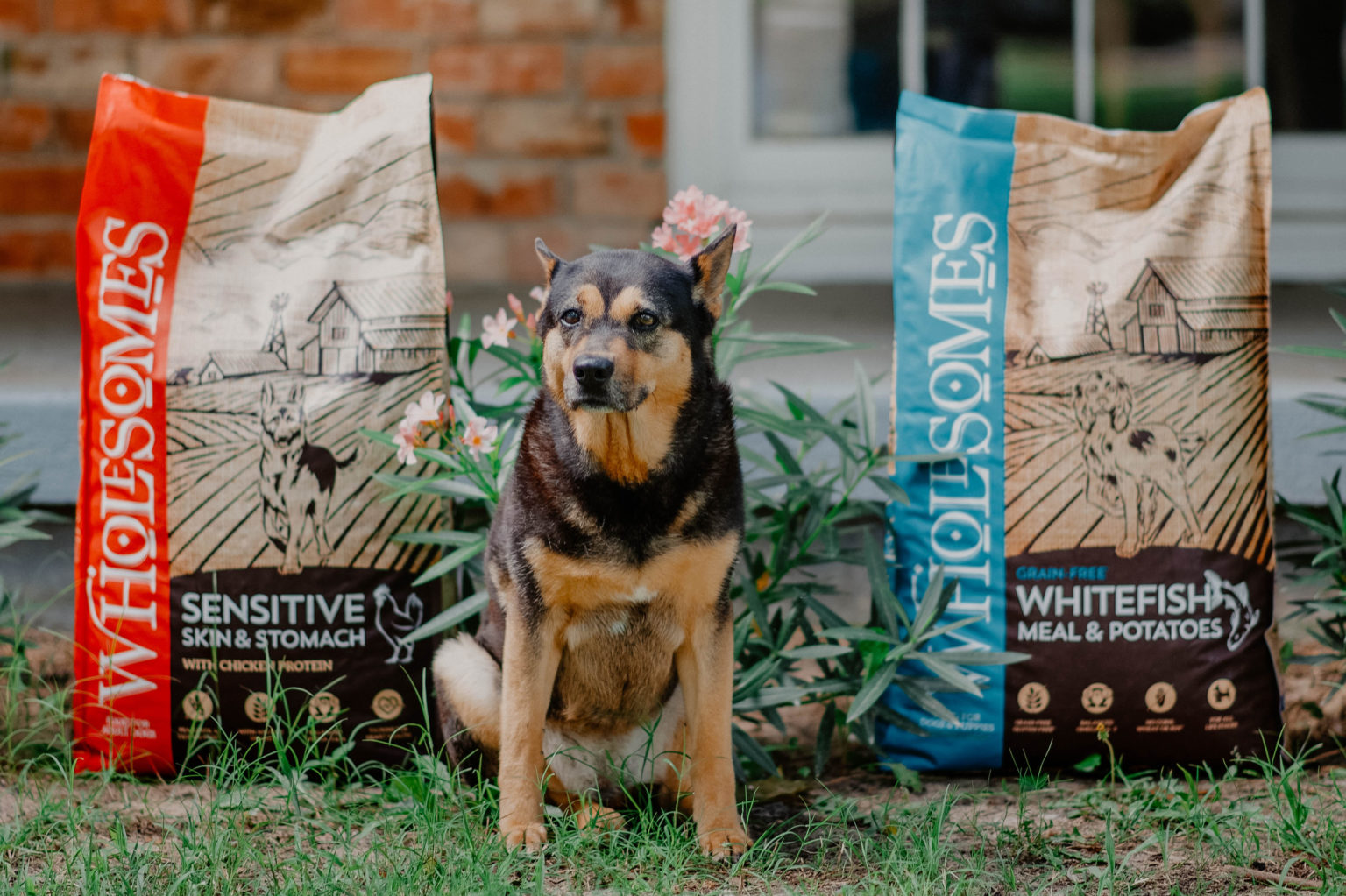How to Create a DogFriendly Backyard Wholesomes Pet Food