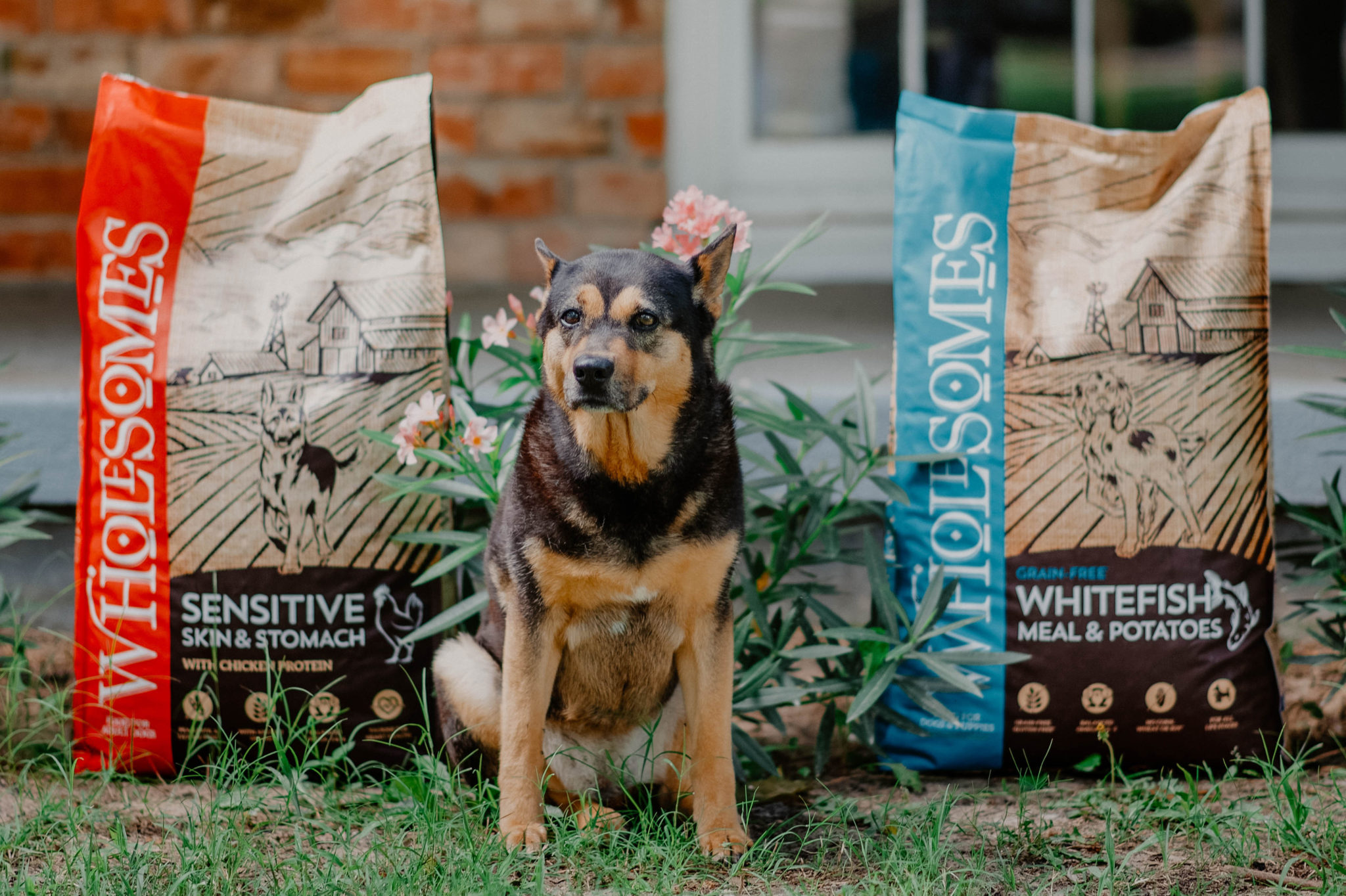 How to Create a DogFriendly Backyard Wholesomes Pet Food