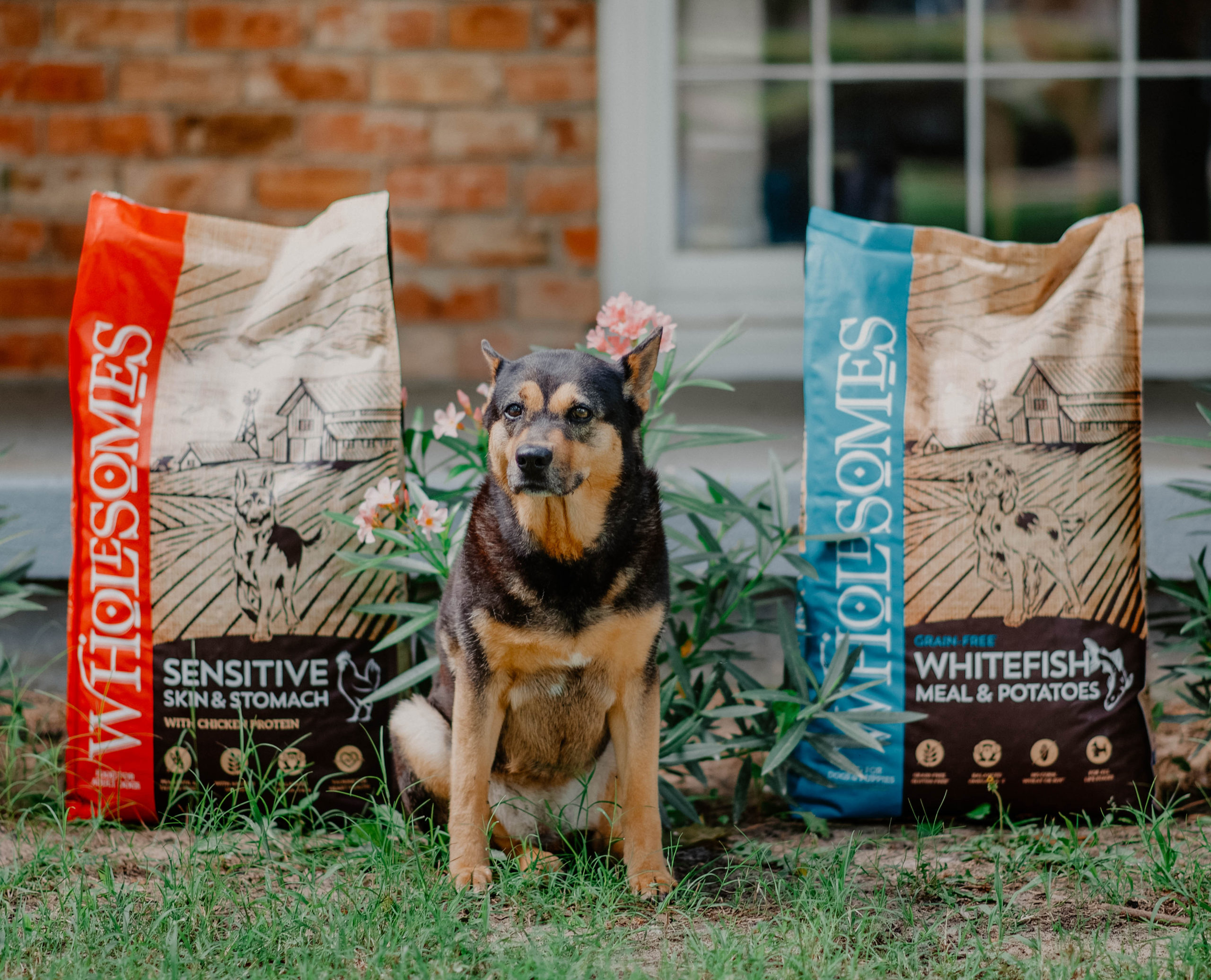 How to Create a DogFriendly Backyard Wholesomes Pet Food