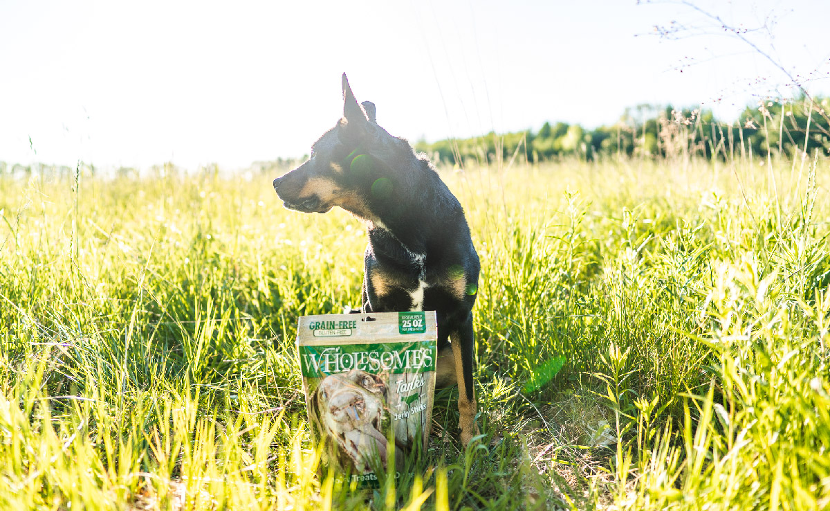 A dog stands looking behind him while a bag of Wholesomes dog treats sits in front of him in the grass