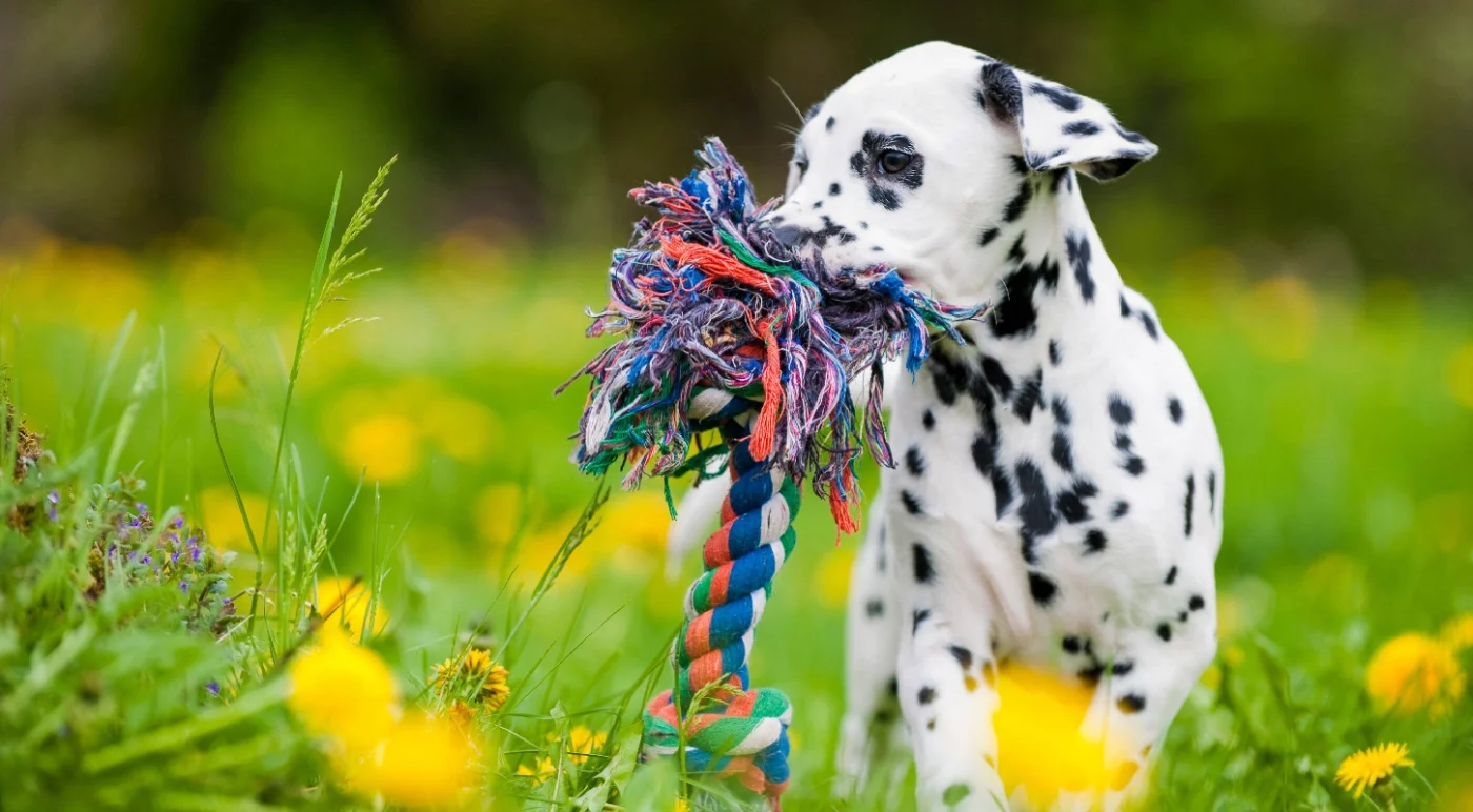 A Dalmatian dog holds a rope toy