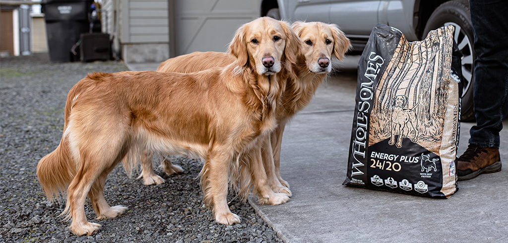 two golden retrievers standing outside next to a bag of Wholesomes Energy Plus.