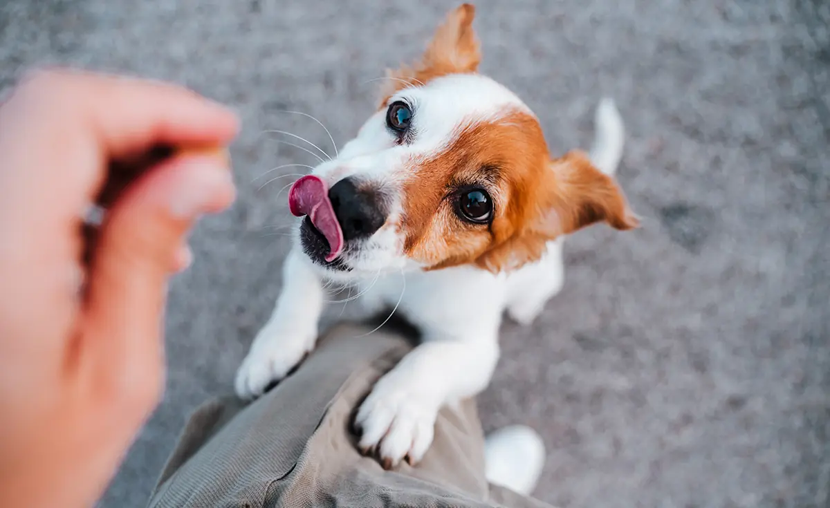 a puppy with tongue sticking out looking at owner with a treat in hand