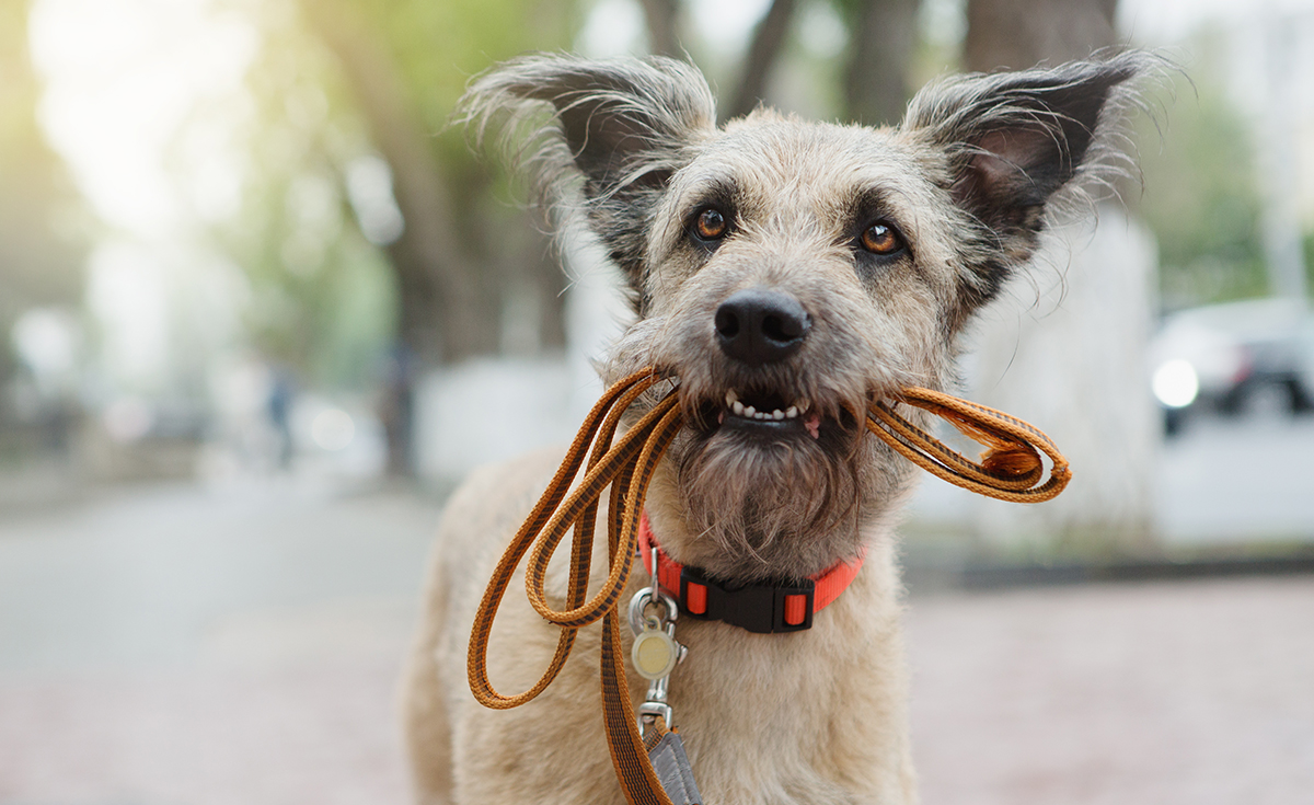 dog holding a leash in his mouth
