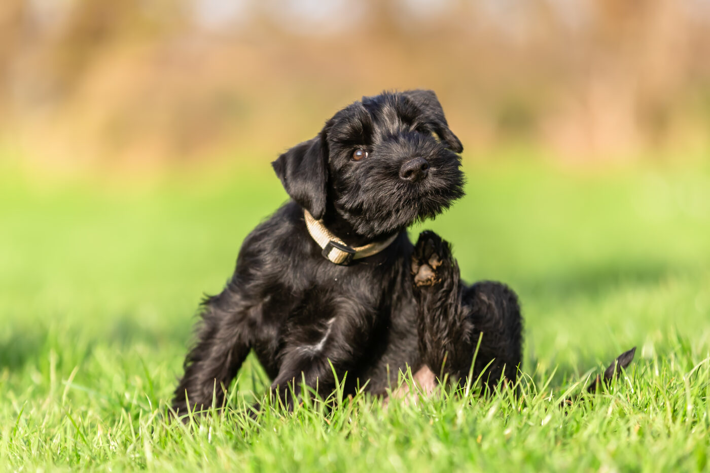 standard schnauzer puppy sits on the meadow and scratches himself behind the ear
