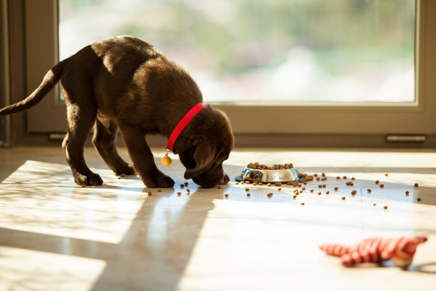 Brown Labrador puppy eating food from its plate in the living room