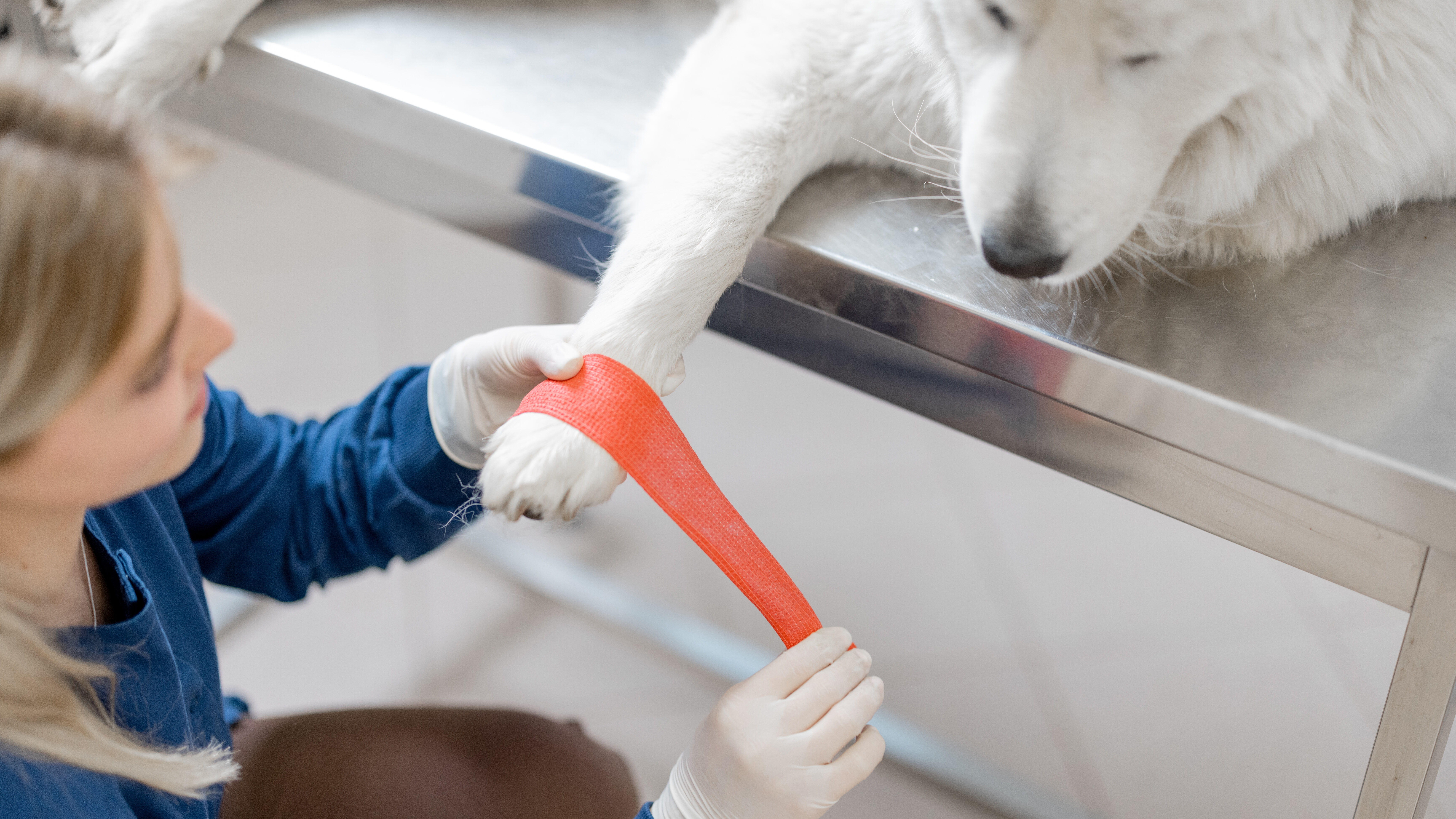 Female veterinarian binding paw of big white dog patient with red elastic bandage