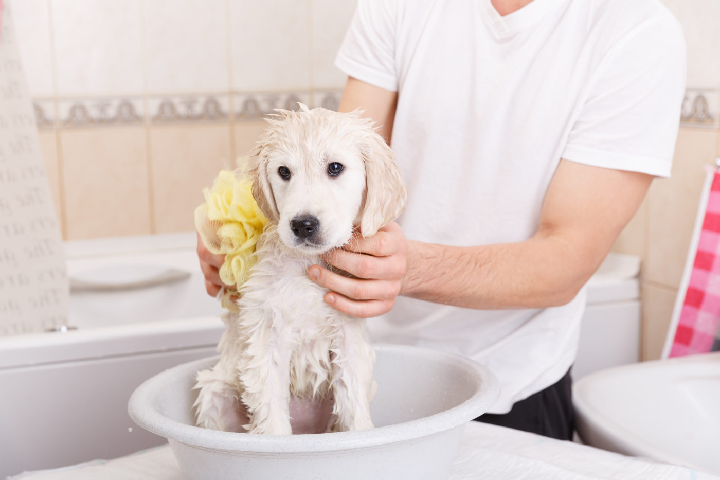 should you groom a puppy
