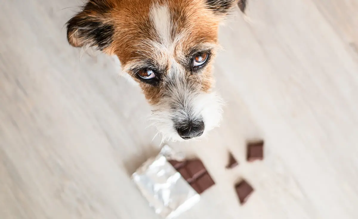 dog staring up at the camera with a chocolate bar on the floor