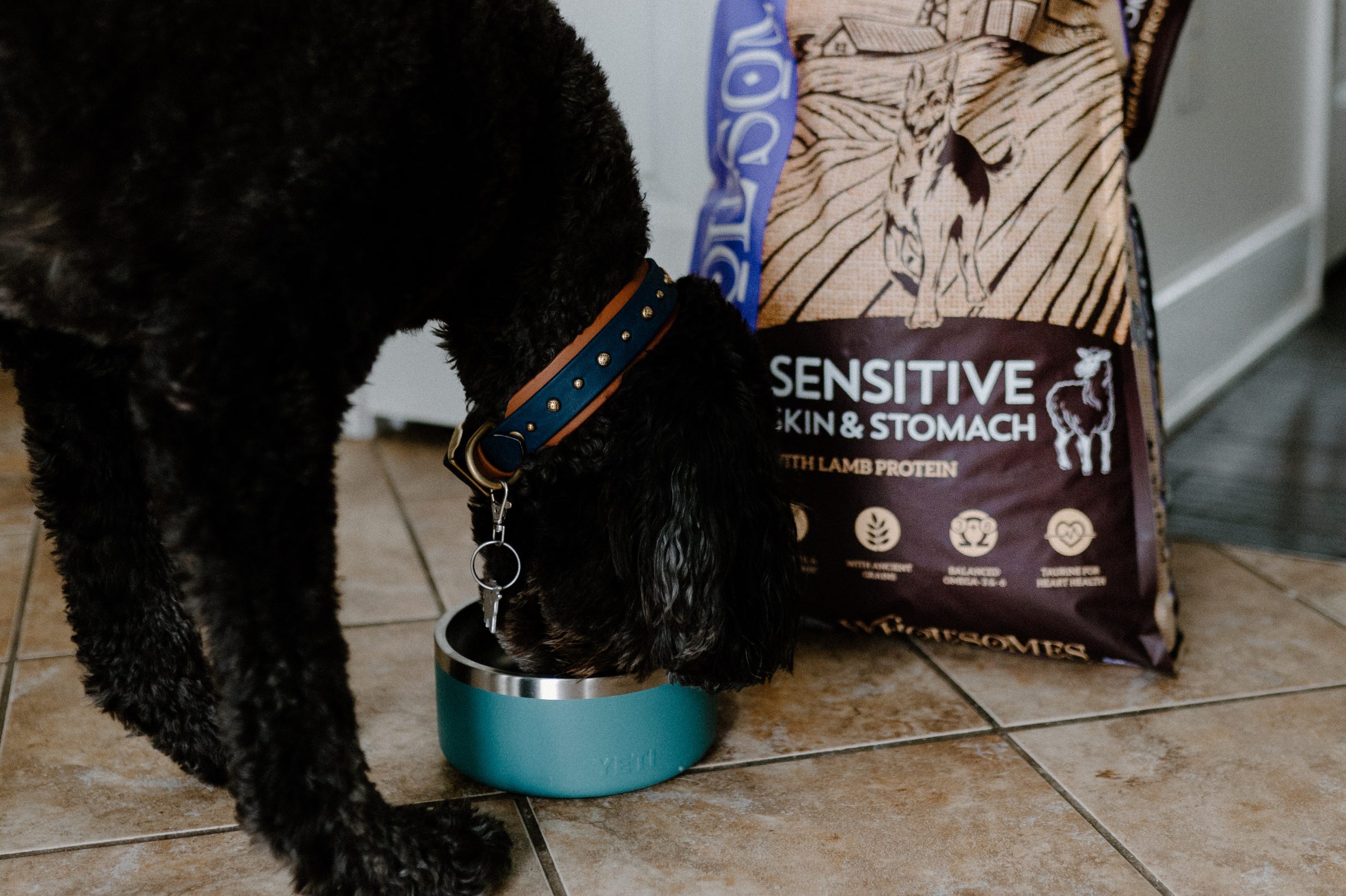 A dog eats out of a dog food bowl while a bag of Wholesomes Sensitive Skin & Stomach dog food sits in the background